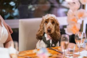 adelaide hills wedding venue inglewood dog friendly reception