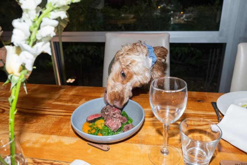 adelaide hills wedding venue inglewood pet friendly reception